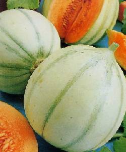 Riesen-Melonen!