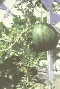 Riesen-Melonen!