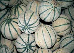 Riesen-Melonen!