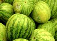 Riesen-Melonen!